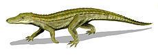 Peirosauridae httpsuploadwikimediaorgwikipediacommonsthu