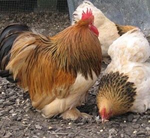Pekin chicken Pekin Bantam Appletons Animal Housing and Poultry Supplies