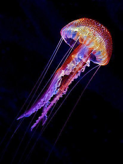 Pelagia noctiluca Jellyfish Pelagia noctiluca mauve stinger from the mediterrean sea
