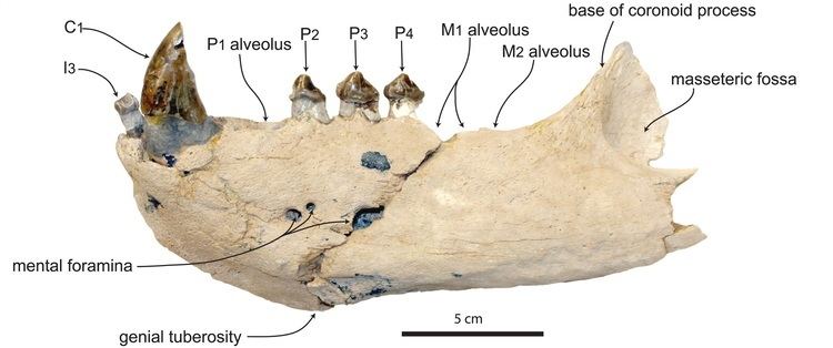 Pelagiarctos Dissecting the Killer Walrus Phenomena