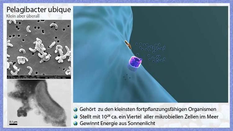 Pelagibacter ubique Klein aber berall Pelagibacter ubique YouTube