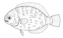 Pelagic butterfish httpsuploadwikimediaorgwikipediacommonsthu