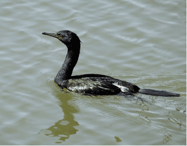Pelagic cormorant - Alchetron, The Free Social Encyclopedia