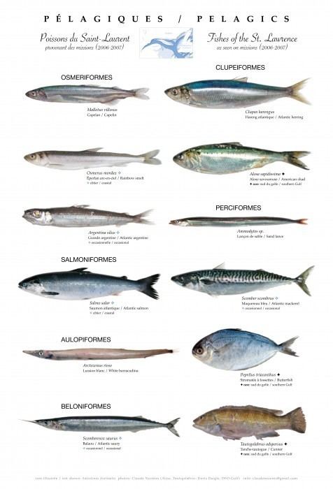 Pelagic fish - Alchetron, The Free Social Encyclopedia