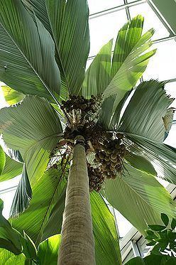 Pelagodoxa Pelagodoxa henryana Palmpedia Palm Grower39s Guide