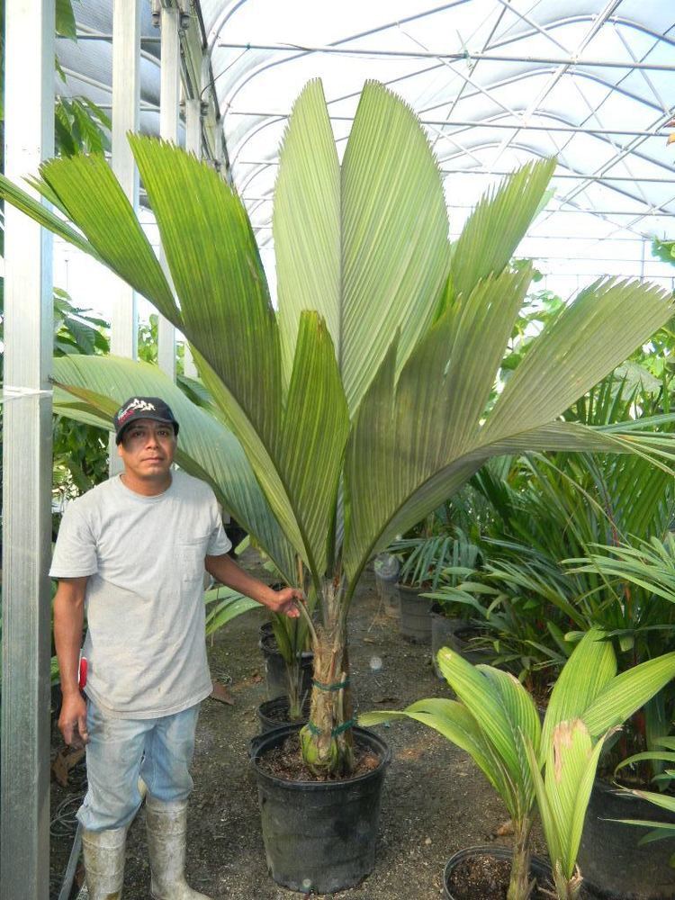 Pelagodoxa pelagodoxa paddle leaf palm Tropical landscape Pinterest