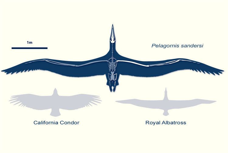 Pelagornis sandersi Pelagornis sandersi Paleontologist Discovers LargestEver Flying
