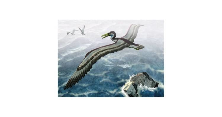 Pelagornithidae De acordo com pesquisas o Pelagornithidae tinha o tamanho de um