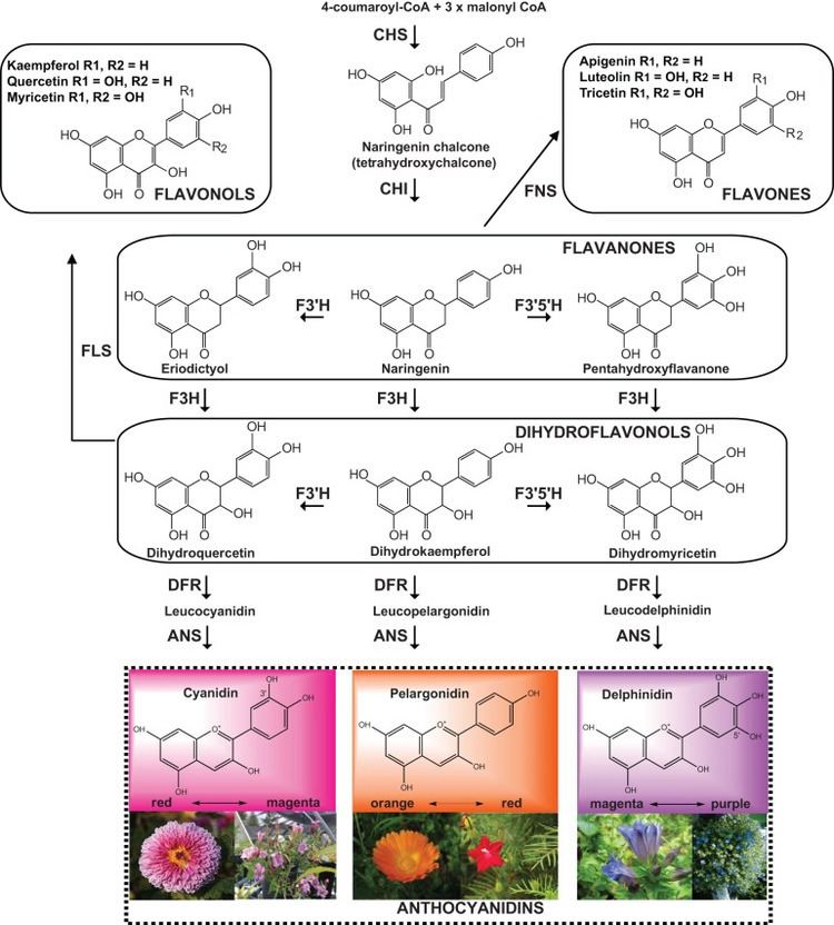 Pelargonidin Biosynthesis of anthocyanidins cyanidin pelargonidin and
