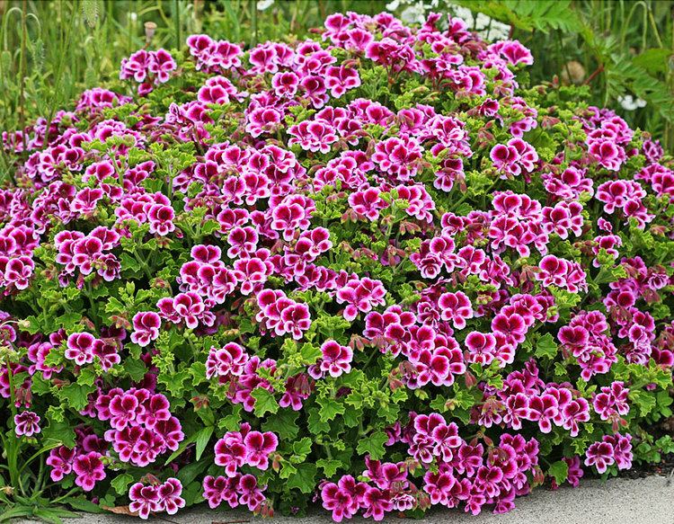Pelargonium Pelargonium 39Veronica Contreras39 Buy Online at Annie39s Annuals