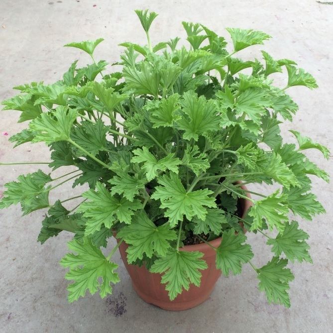 Pelargonium 'citrosum' Pelargonium citrosum Geranium Citronella or Scented from