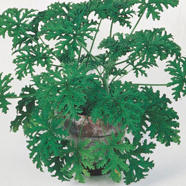 Pelargonium 'citrosum' Citrosa Geranium Indoors Pelargonium citrosum My Garden Insider