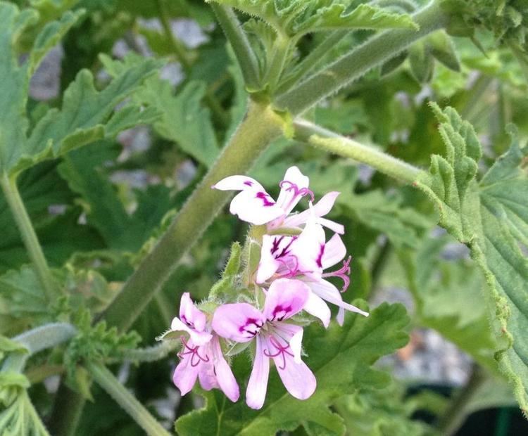 Pelargonium 'citrosum' Pelargonium Citrosum Vanleenii Common Name Mossie Buster 175mm