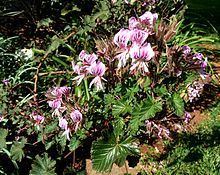 Pelargonium cordifolium httpsuploadwikimediaorgwikipediacommonsthu