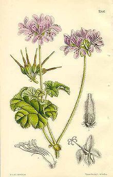 Pelargonium drummondii httpsuploadwikimediaorgwikipediacommonsthu
