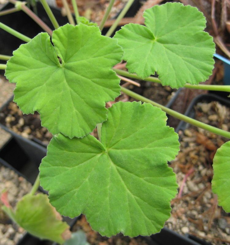 Pelargonium odoratissimum FilePelargonium odoratissimum 03jpg Wikimedia Commons
