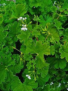Pelargonium odoratissimum httpsuploadwikimediaorgwikipediacommonsthu