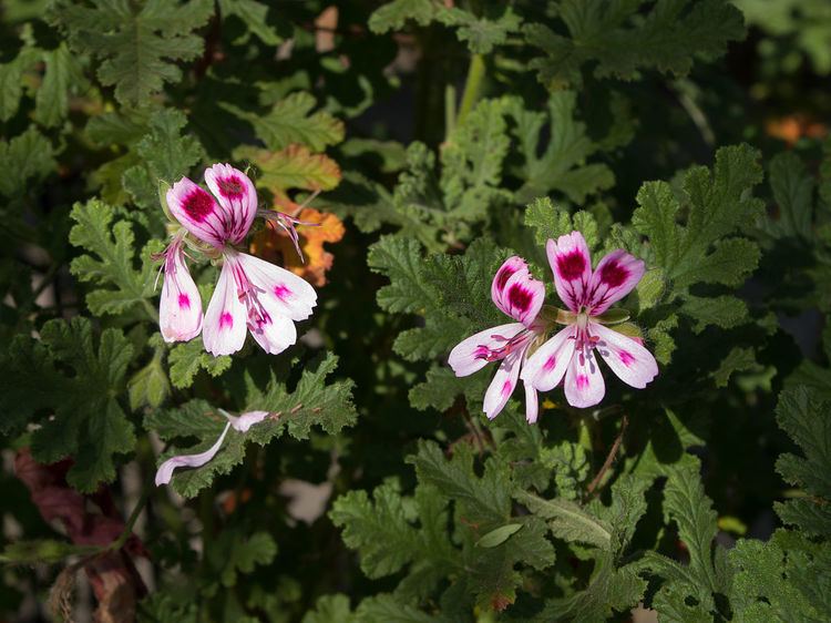 Pelargonium quercifolium Pelargonium quercifolium Wikipedia