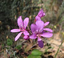 Pelargonium rodneyanum httpsuploadwikimediaorgwikipediacommonsthu