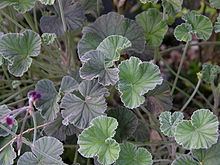 Pelargonium sidoides httpsuploadwikimediaorgwikipediacommonsthu