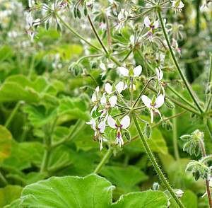 Pelargonium tomentosum wwwsmgrowerscomimagedbPelargoniumtomentosumjpg