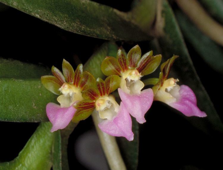 Pelatantheria wwworchidspeciescomorphotdirpelarivesiijpg