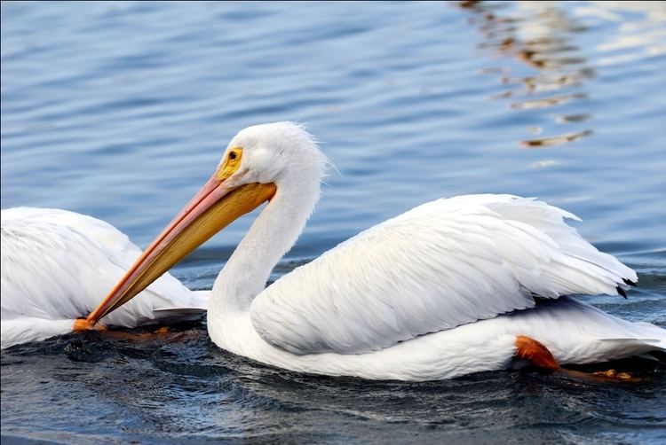 Pelecaniformes PELECANIFORMES Ibises Spoonbills Herons amp Allies Lee39s