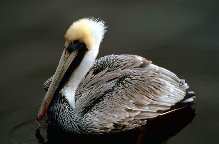 Pelecaniformes Pelecaniformes pelicans boobies cormorants frigatebirds