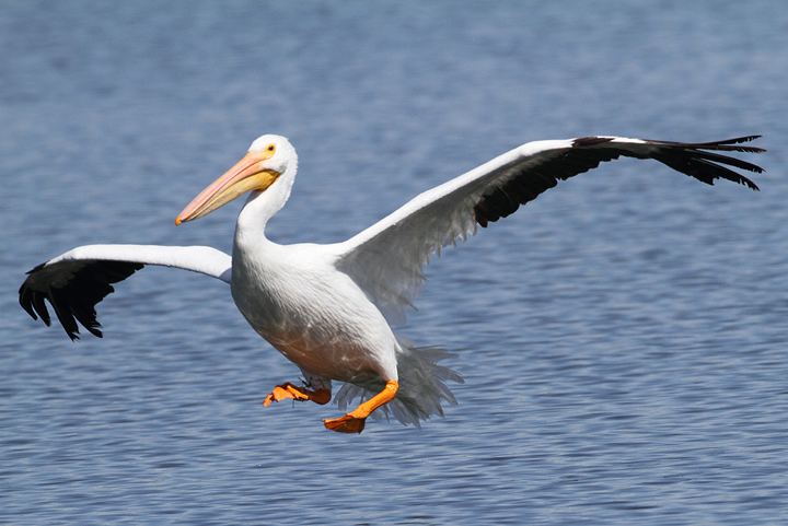 Pelecaniformes large aquatic bird from the order Pelecaniformes Help Change The