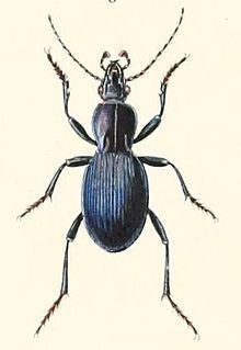 Pelecium httpsuploadwikimediaorgwikipediacommonsthu