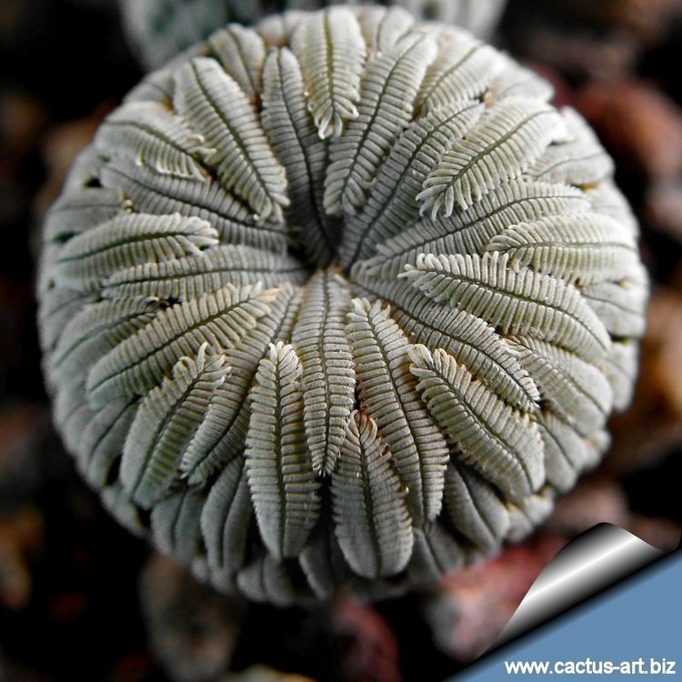 Pelecyphora wwwcactusartbizschedePELECYPHORAPelecyphora