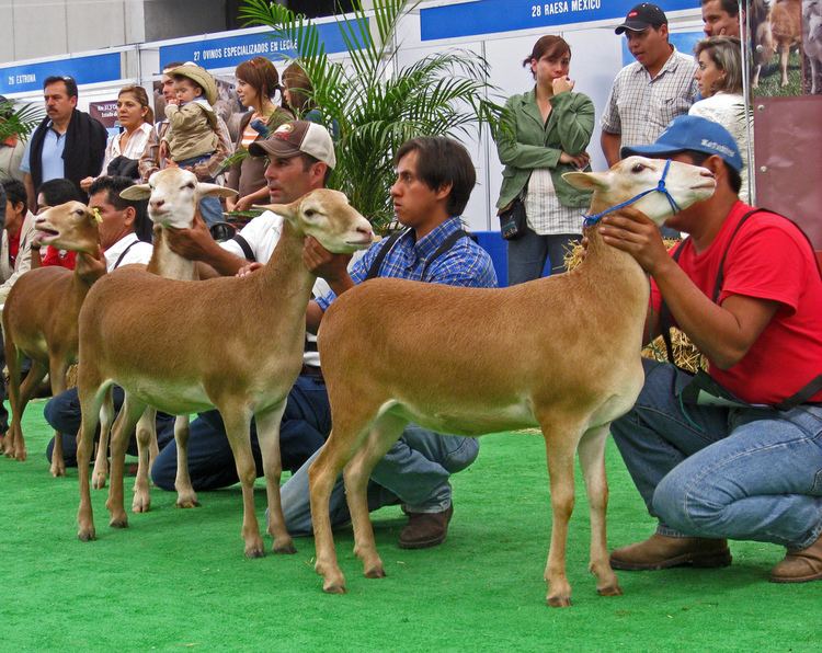 Pelibuey sheep Pelibuey show in Mexico At the 2007 World Sheep amp Wool Con Flickr