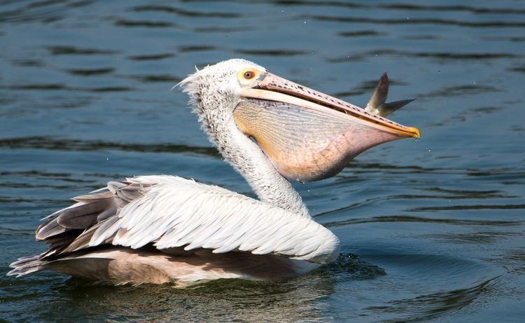 Pelican Pelicans Pelican Pictures Pelican Facts National Geographic