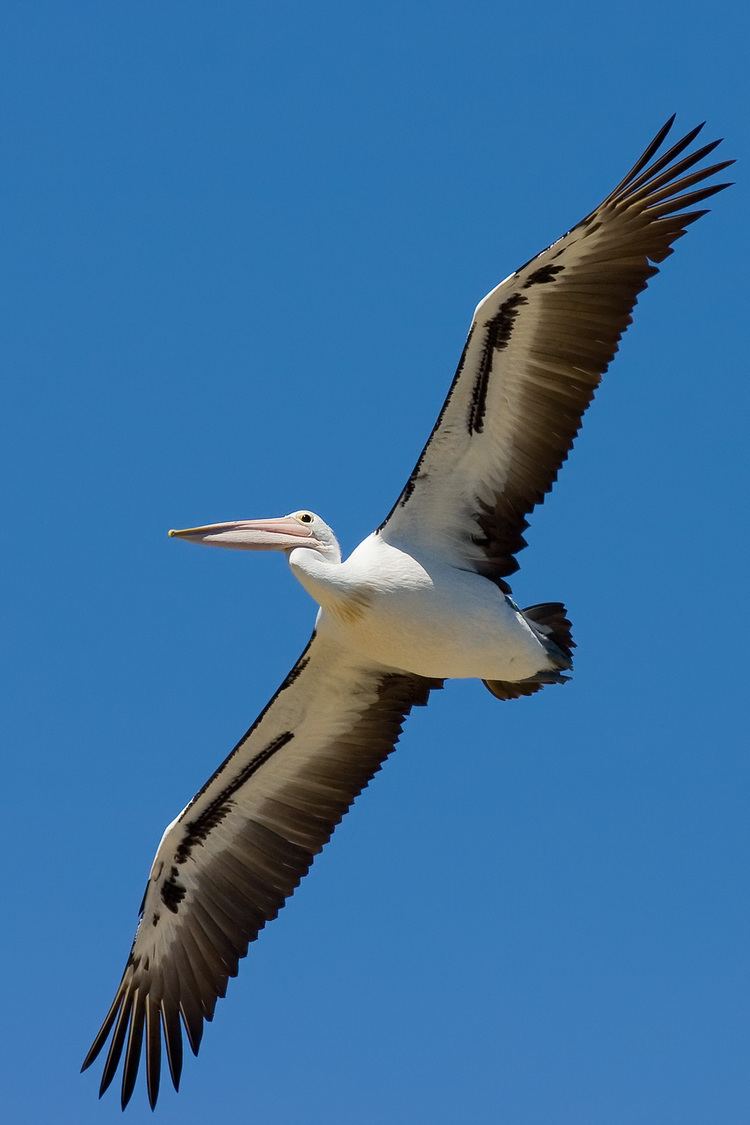 Pelican Pelican Wikipedia
