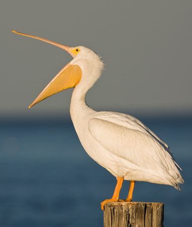 Pelican American White Pelican Outdoor Alabama