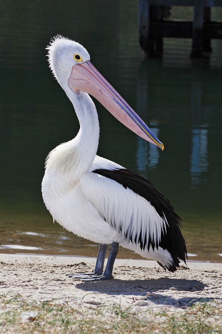 Pelican Australian pelican Wikipedia