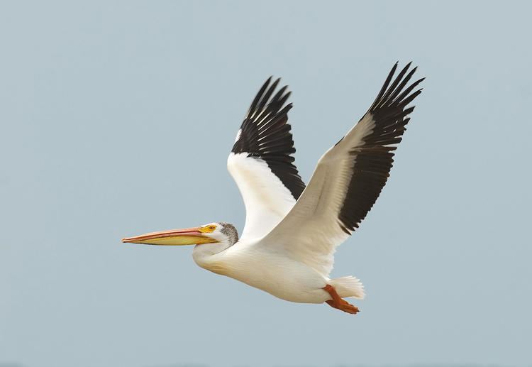 Pelican American White Pelican Audubon Field Guide