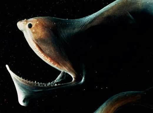 Pelican eel Gulper Eel Pelican Eel Frightening Deep Sea Jaws Animal