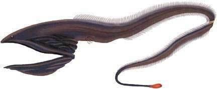 Pelican eel Gulper Eel Pelican Eel Frightening Deep Sea Jaws Animal