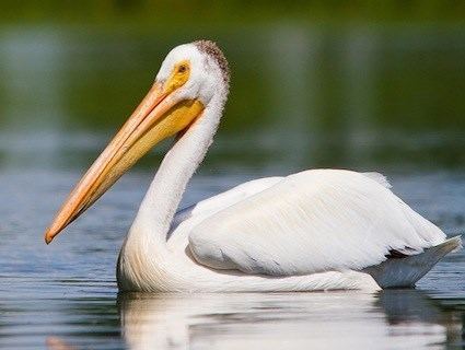 Pelican httpswwwallaboutbirdsorgguidePHOTOLARGEpe