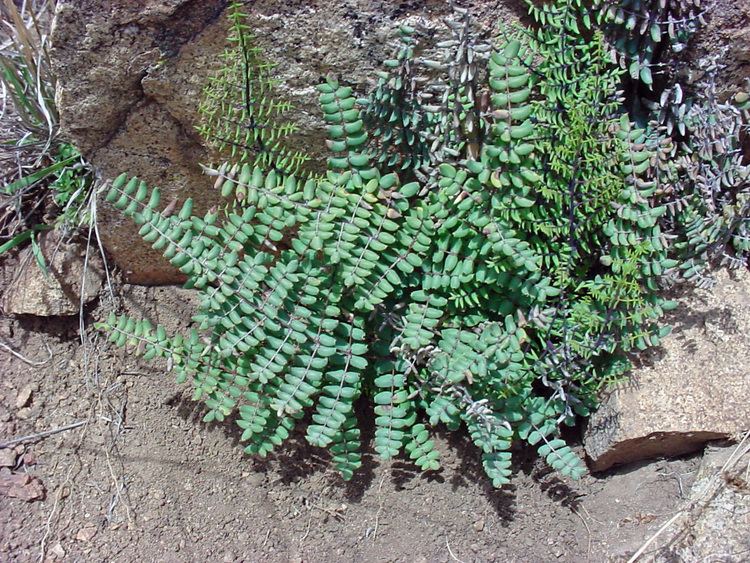 Pellaea Vascular Plants of the Gila Wilderness Key to the genus Pellaea in