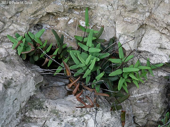 Pellaea glabella Pellaea glabella Smooth Cliff Brake Minnesota Wildflowers