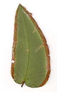 Pellaea paradoxa httpsuploadwikimediaorgwikipediacommonsthu