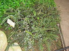 Pellaea rotundifolia httpsuploadwikimediaorgwikipediacommonsthu