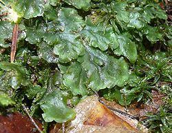 Pellia epiphylla httpsuploadwikimediaorgwikipediacommonsthu