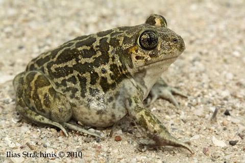 Pelobates syriacus herpetofaunagr