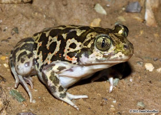 Pelobates syriacus Pelobates syriacus photo Reptarium
