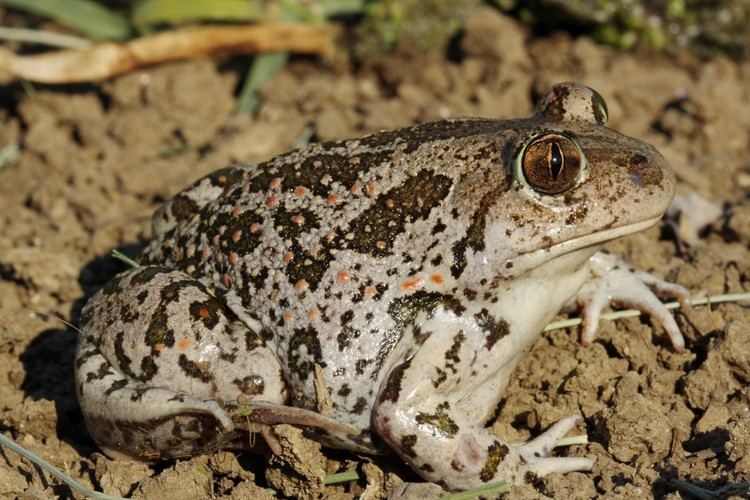 Pelobates syriacus Syrian spadefoot toad Pelobates syriacus Amphibians Animals