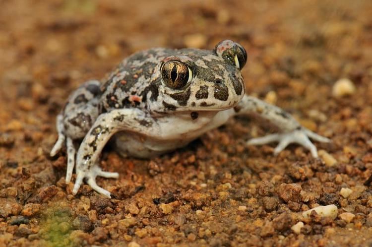 Pelobates syriacus Pelobates syriacus Eastern Spadefoot photo fid8791 Balcanicainfo