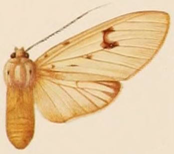 Pelochyta albotestaceus